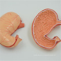 ПНТ-0459 натуральную величину человеческого желудка анатомическая модель